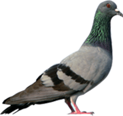 कबूतर